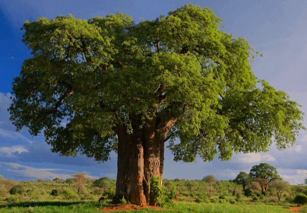 벌판에 아주 커다란 나무가 있다. 잎은 푸르고 기둥은 굵다.
