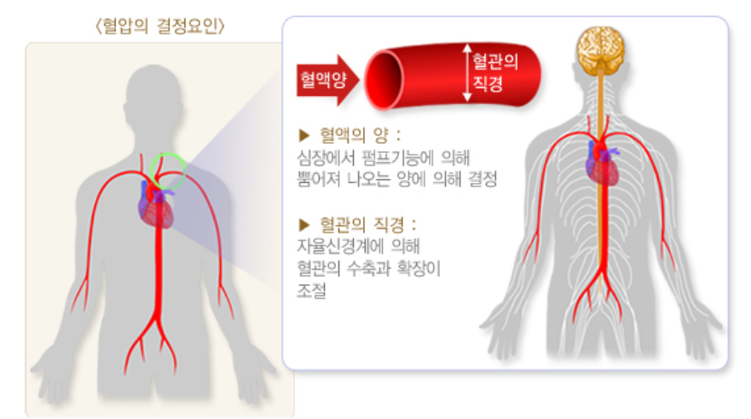 alt="혈압의 결정요인"