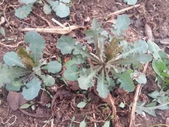 씀바귀 고들빼기 차이점 효능 비교_14