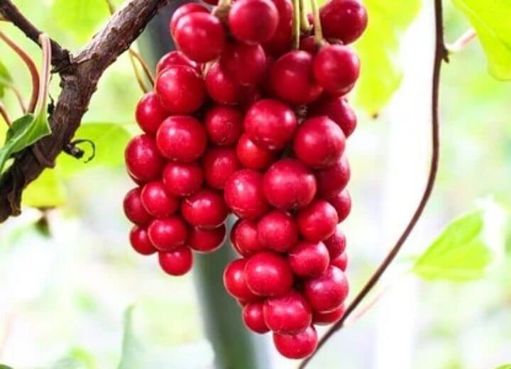 오미자 효능 갱년기