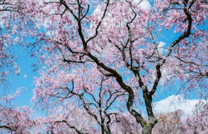 벚꽃보다 먼저 만나는 봄! 광양 매화마을 & 양산 원동 매화축제 완벽 가이드
