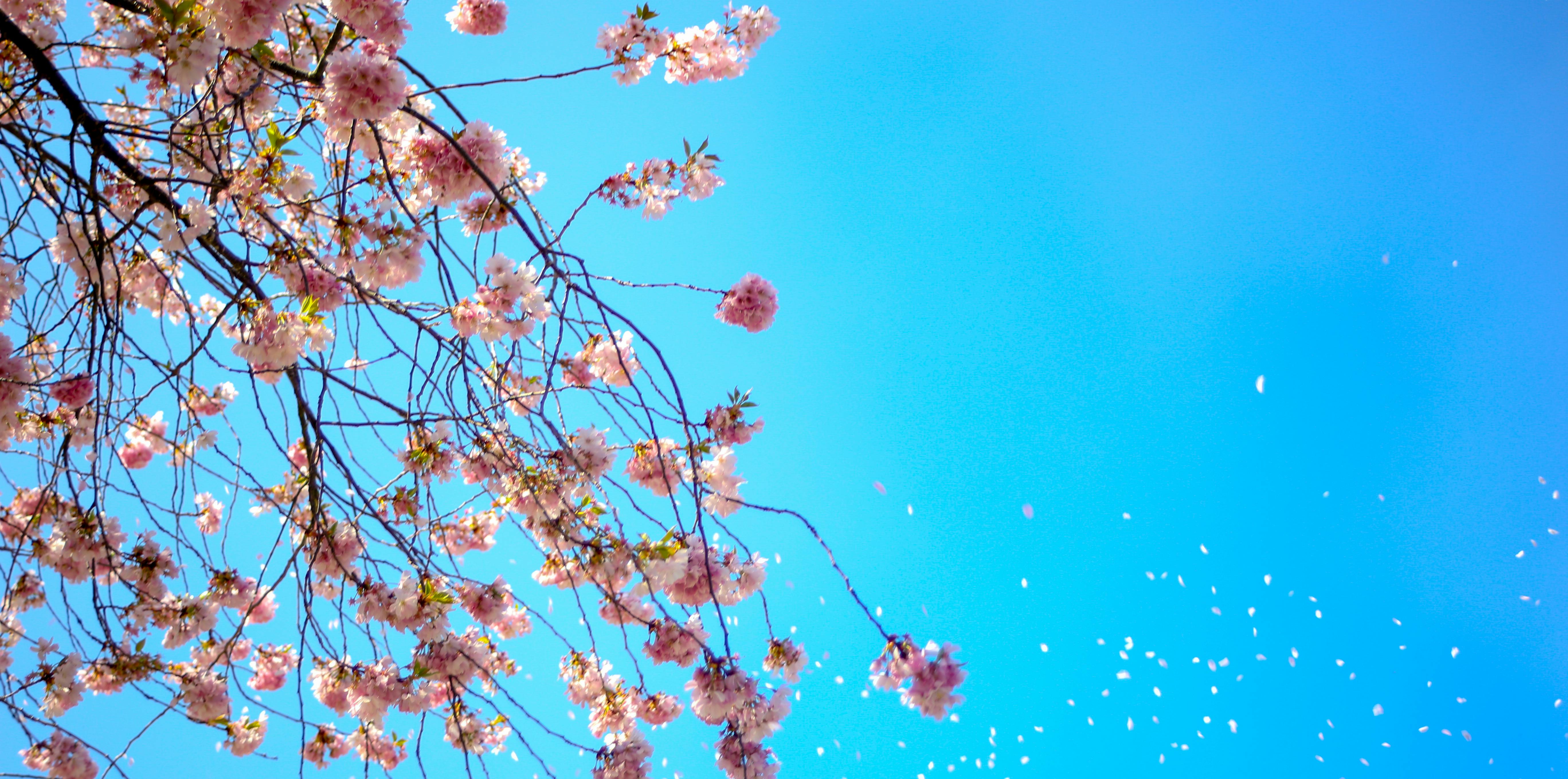 spring sky