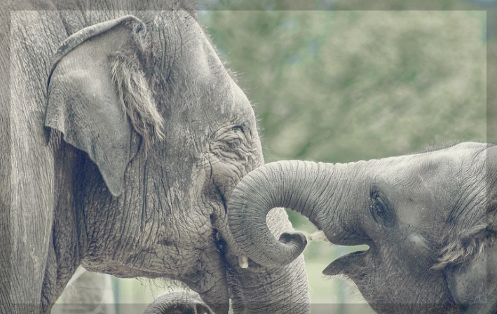 긴급복지대학생