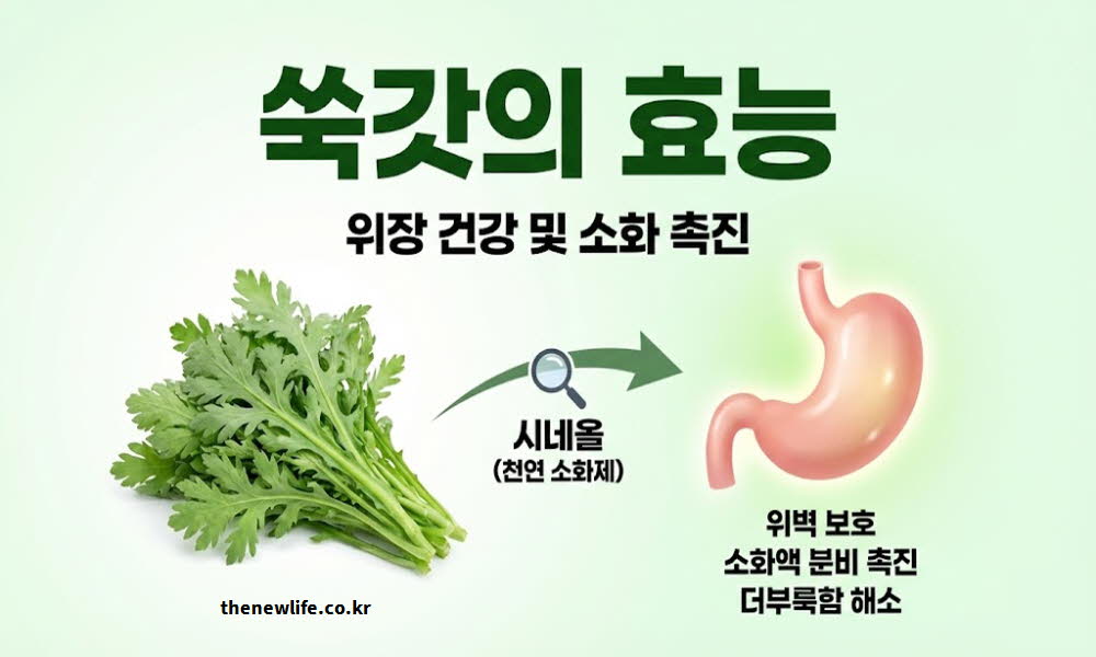 쑥갓의 효능이 위장 건강을 개선하고 소화를 촉진하는 과정을 설명하는 이미지