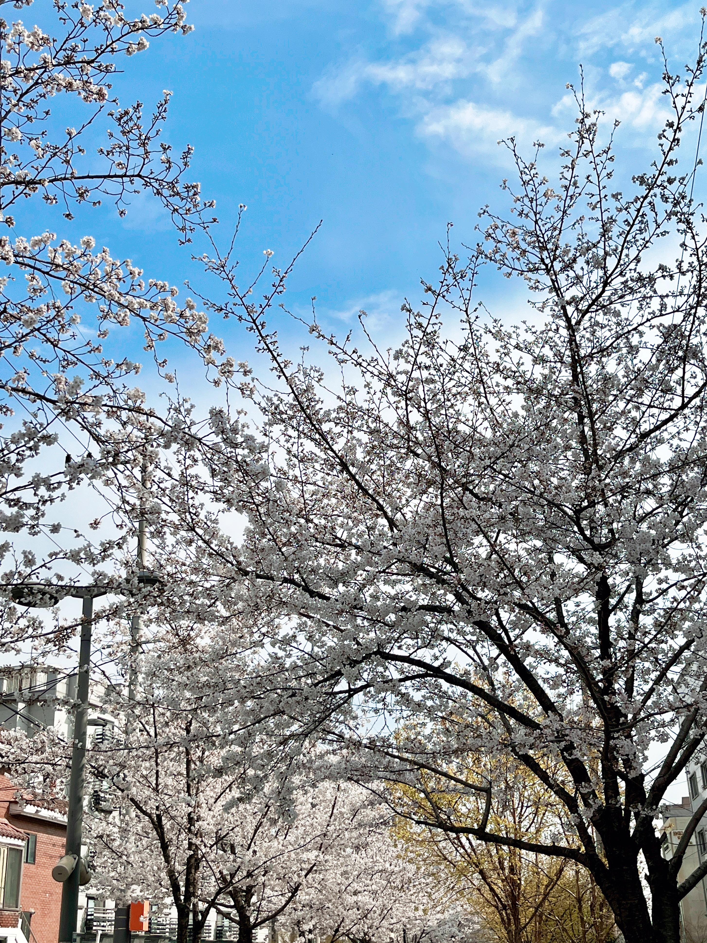 경춘선숲길 벚꽃