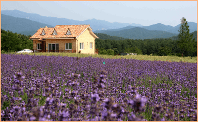 고성 라벤더축제