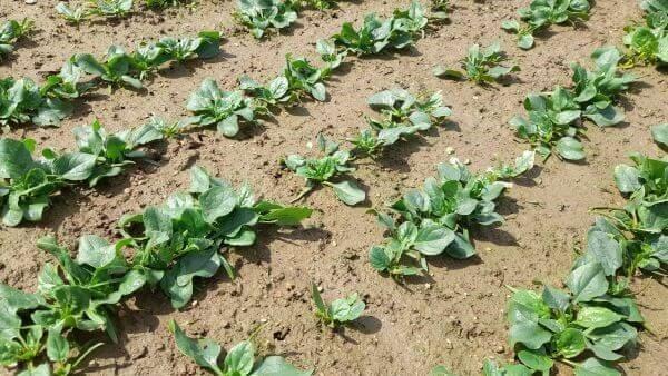 시금치-재배법-솎아주기-물주기