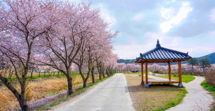 벚꽃 개화시기 2023