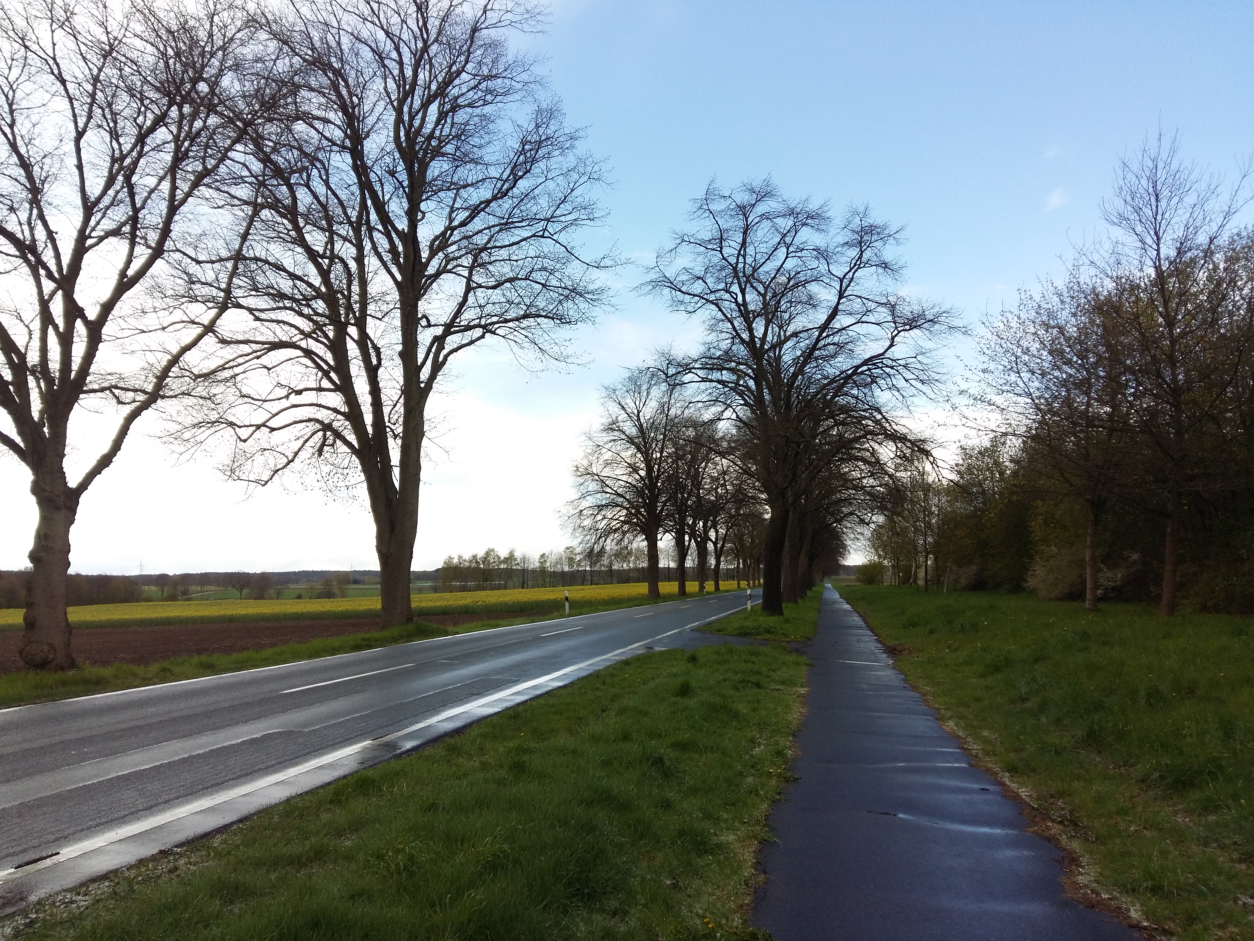 독일 뤼네부르크 헤더