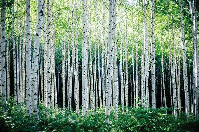 인제 자작나무숲