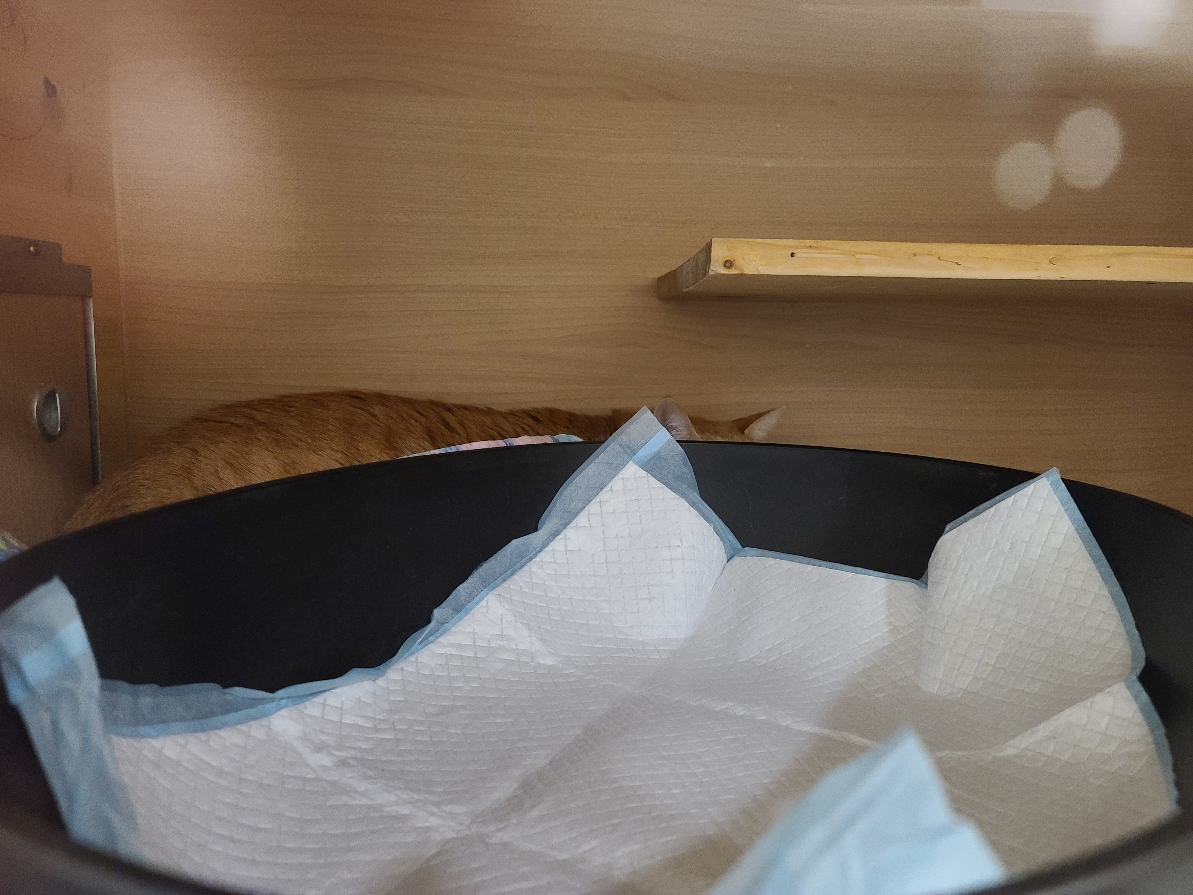 황달로 인한 호야의 입원. 고양이 황달.