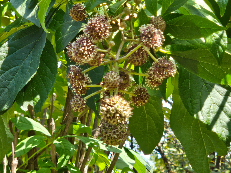 오갈피나무 꽃1