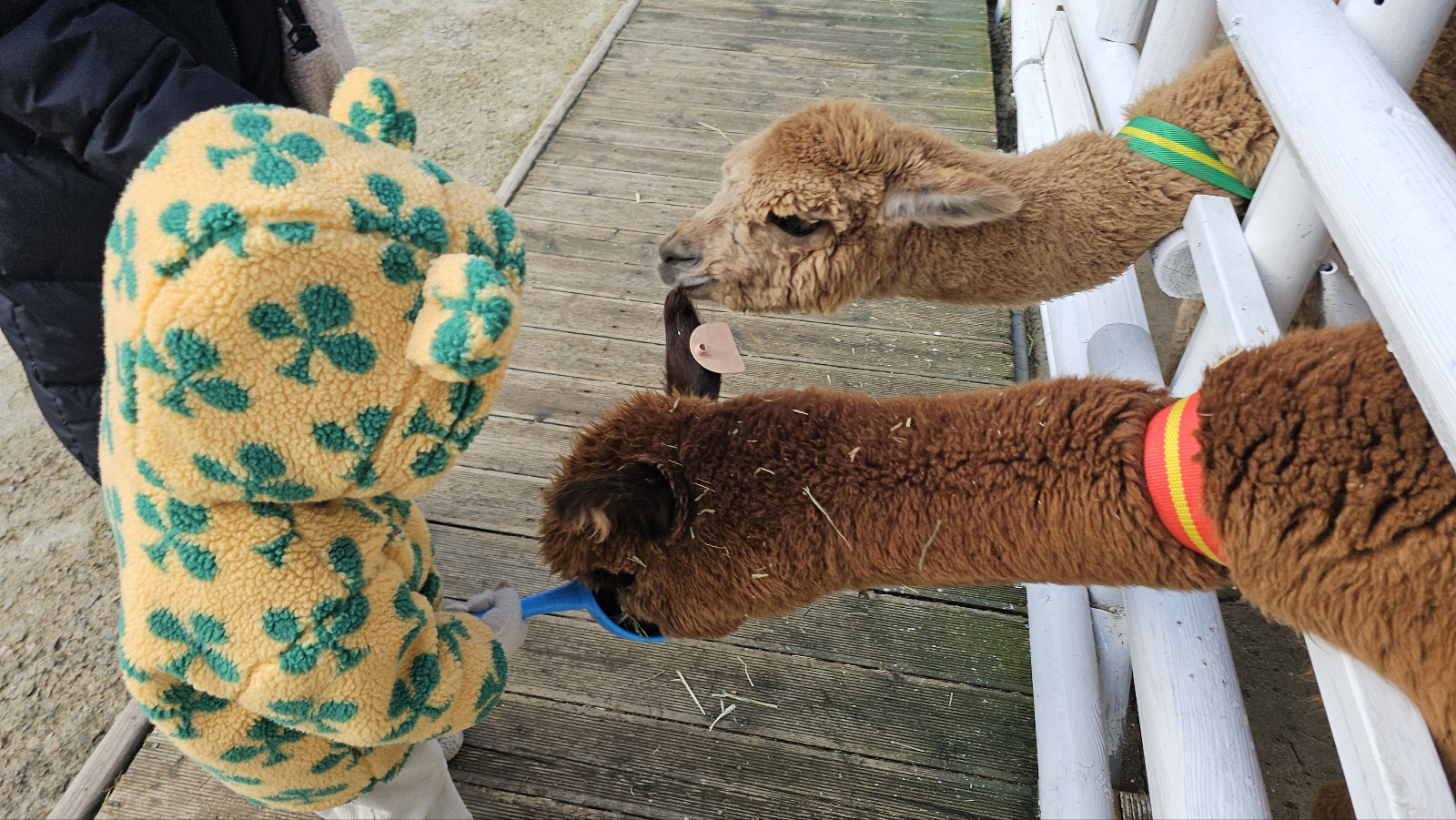 [24.11월] 아이와 평창 #1 - 모나 용평리조트 애니포레🏔️