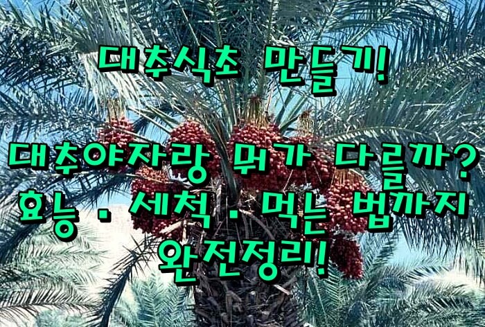 대추식초 만들기, 대추야자랑 뭐가 다를까? 효능·세척·먹는 법까지 완전정리!