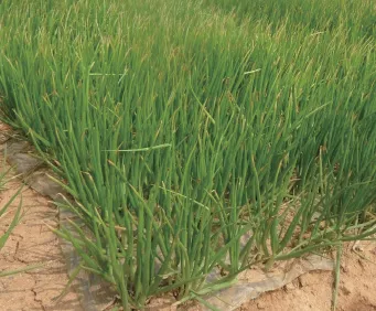 쪽파 재배 분구 관리 유기 자재 활용 친환경 방제_4