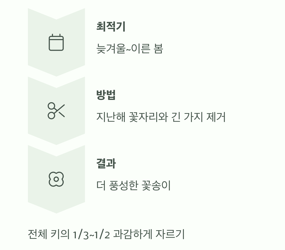 꽃을 더 풍성하게&amp;#44; &amp;#39;용기 있는 가지치기&amp;#39;