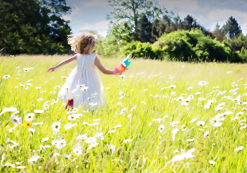 데이지꽃밭 이미지 사진