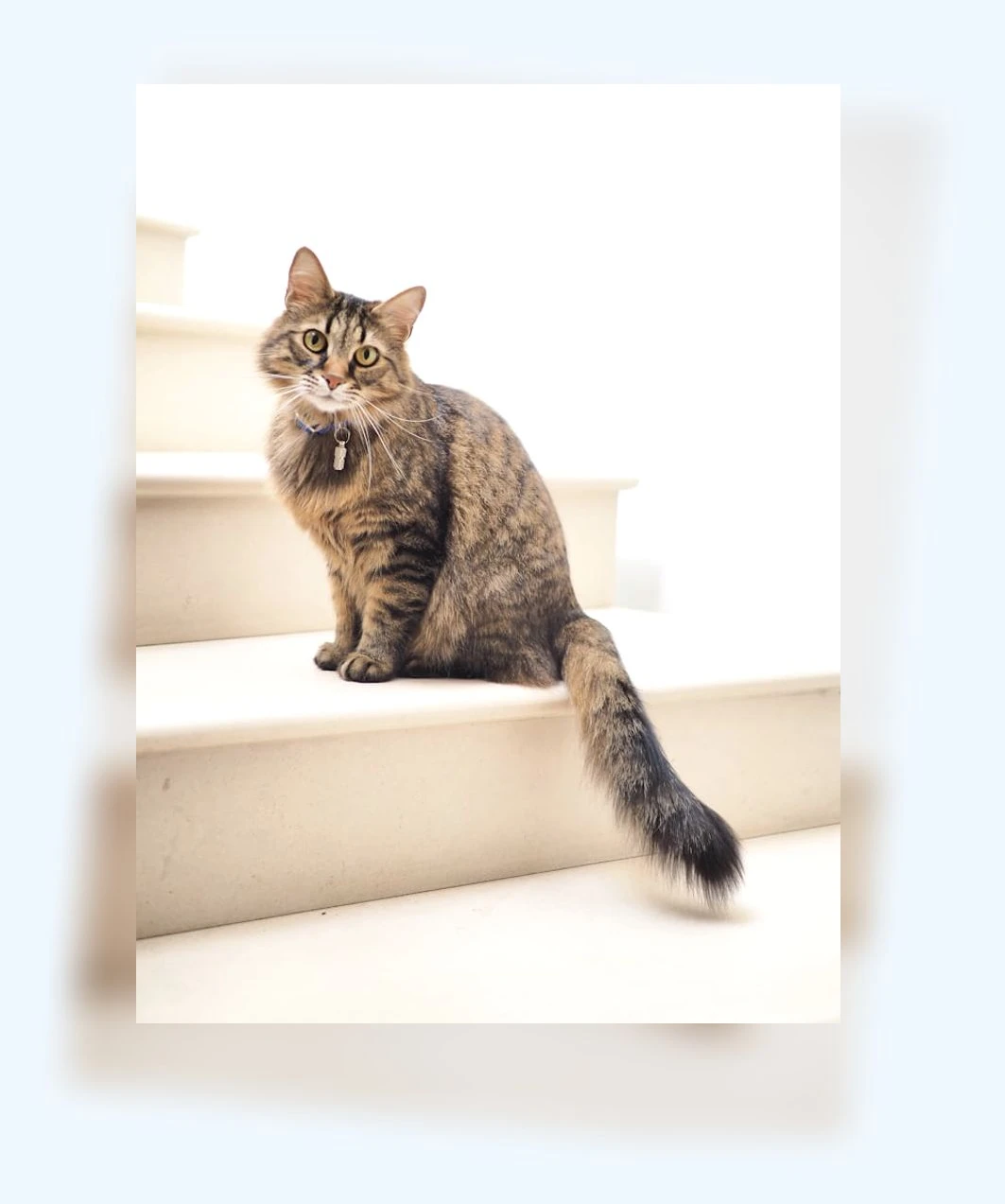 고양이 그루밍_1_subsection