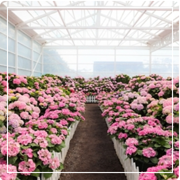 휴애리 수국정원 이미지 출처: 휴애리 홈페이지