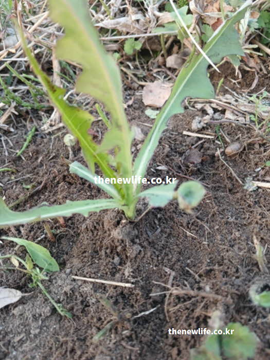 고들빼기 효능 성질 제철 시기