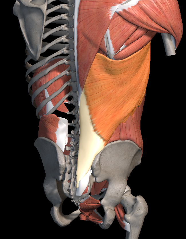 꼬리뼈 통증 원인 치료