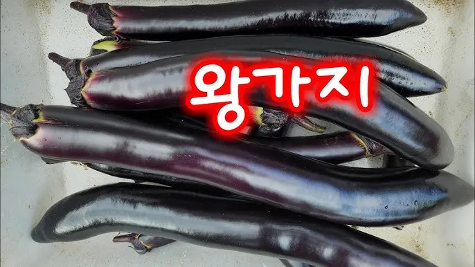 가지 재배 순 지르기 착과 관리 고온 대책_8