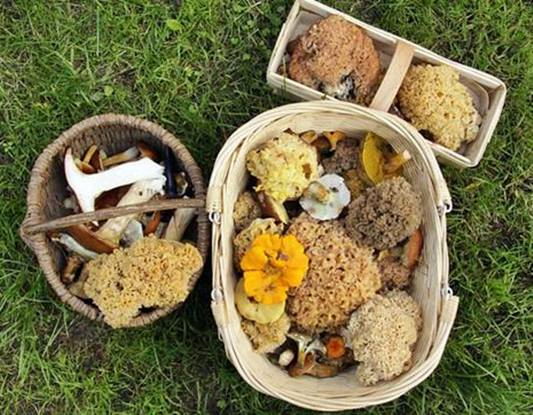 눈꽃송이버섯,꽃송이버섯효능,꽃송이버섯가격,자연산꽃송이버섯,꽃송이버섯먹는방법,꽃송이버섯가루,꽃송이버섯분말