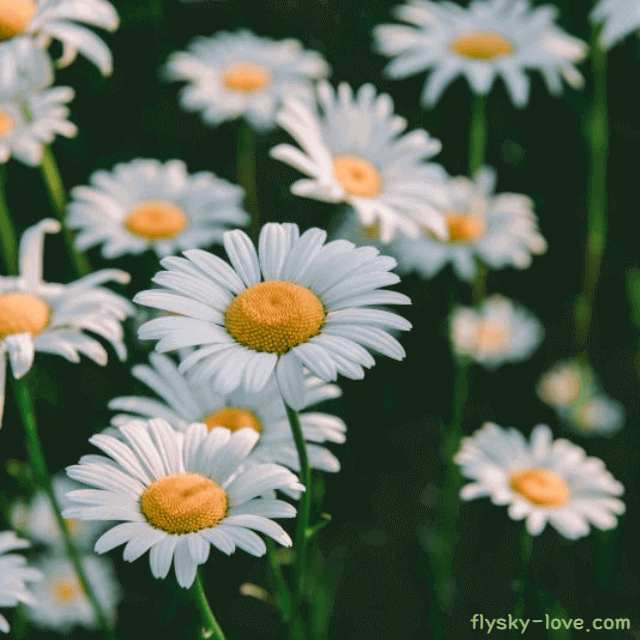 여성질환에 효과적인 구절초