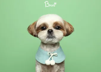 시츄 분양 가격 성격 장단점_19