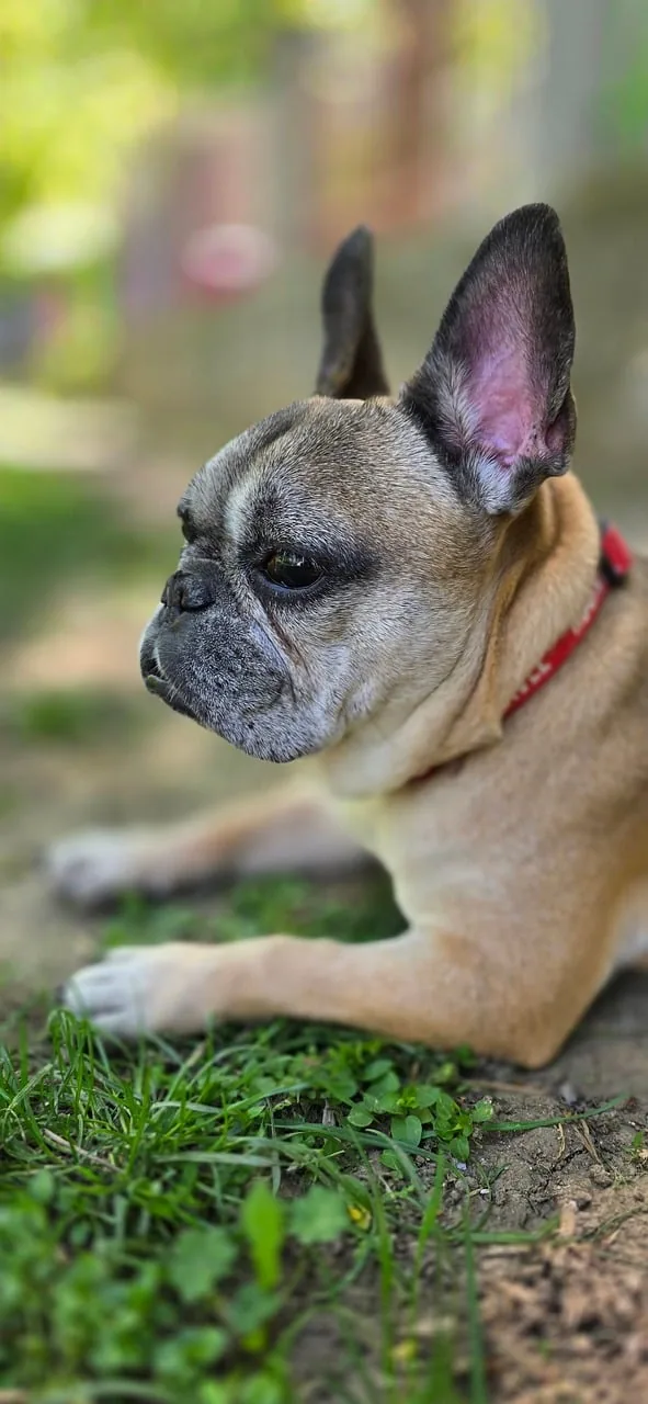 뽀모도로 기법 집중력과 효율을 높이는 시간 관리법