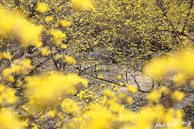 3월 국내 축제 일정