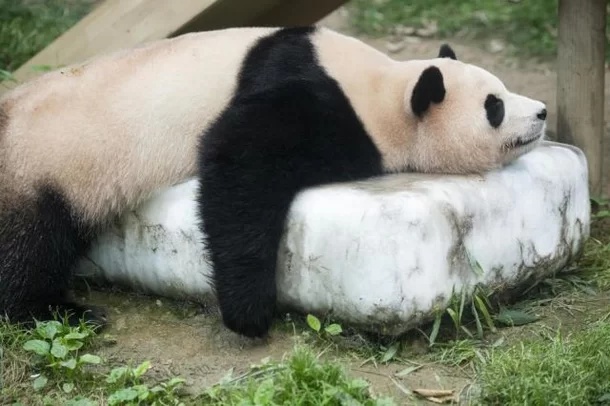 에버랜드 쌍둥이 판다