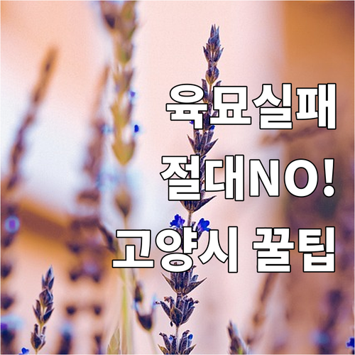 2025년 고양시 벼농가, 예비못자리..