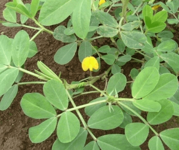 땅콩 심는 시기 수확 시기 효능 및 버터 만들기