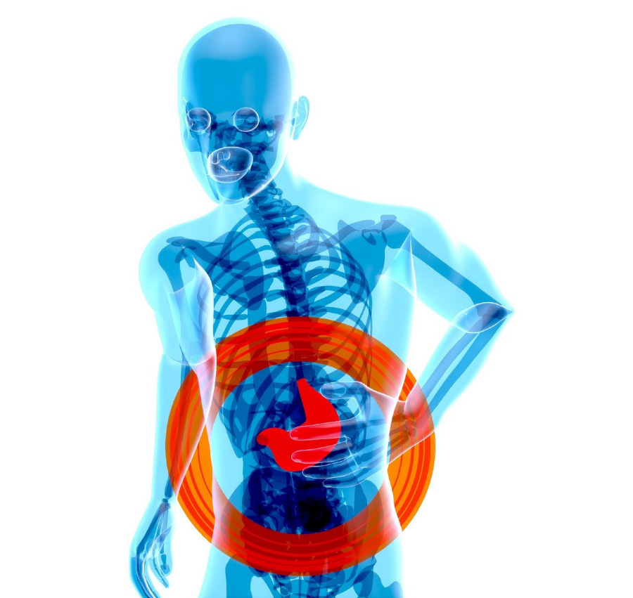 인체의 내부 골격을 나타낸 X-ray 이미지 사진을 배경으로 위장의 위치를 빨갛게 표시를 한 이미지 사진