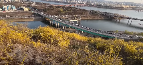 수도권 봄꽃 여행지&#44; 봄꽃 축제