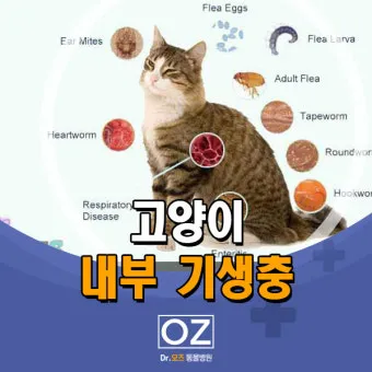 고양이 기생충 사진 약 증상_31