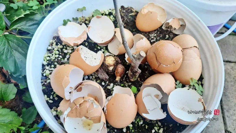 계란껍질 분말 토양개선 칼슘보충 사용요령 초보도 따라하기_6