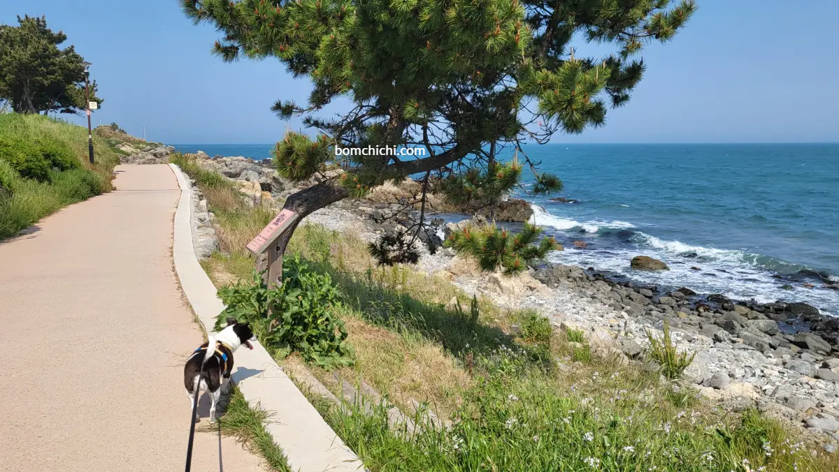 슬도 바닷길 옆의 멋진 소나무 사진