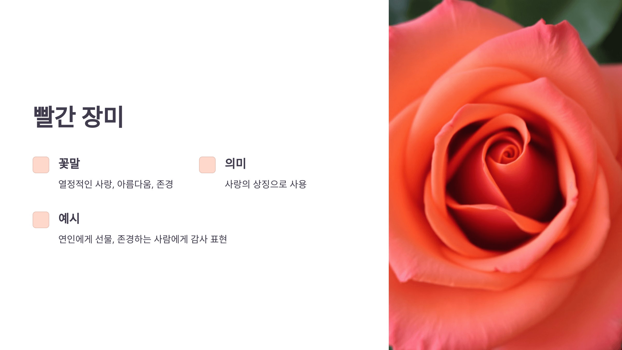 장미 사진입니다.