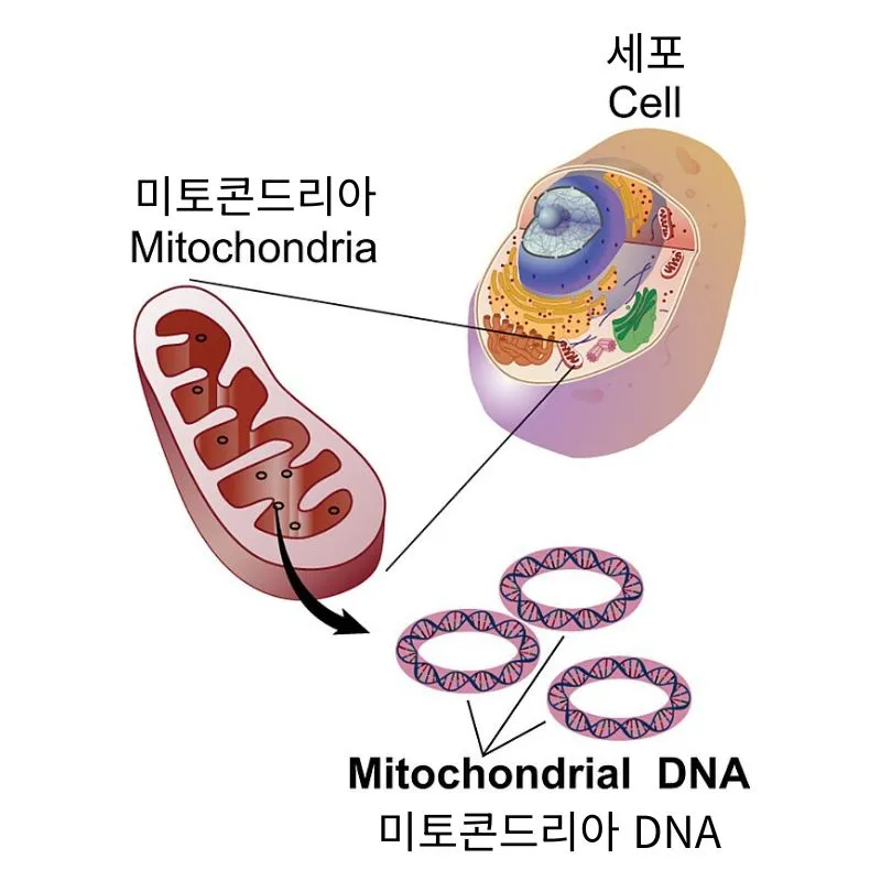 미토콘드리아 DNA(Mitochondrial DNA)의 구조와 위치를 보여주는 이미지