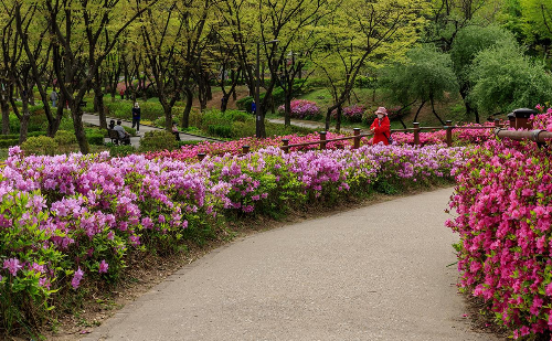 봄 산행 추천! 전국 철쭉 명소 BEST 5, 황매산·일림산·바래봉·불암산