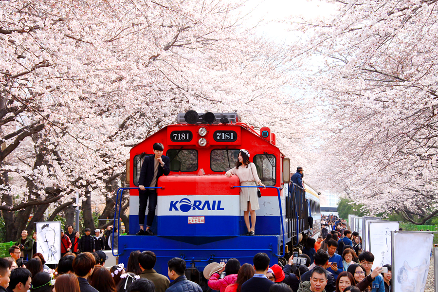 진해 벚꽃 축제