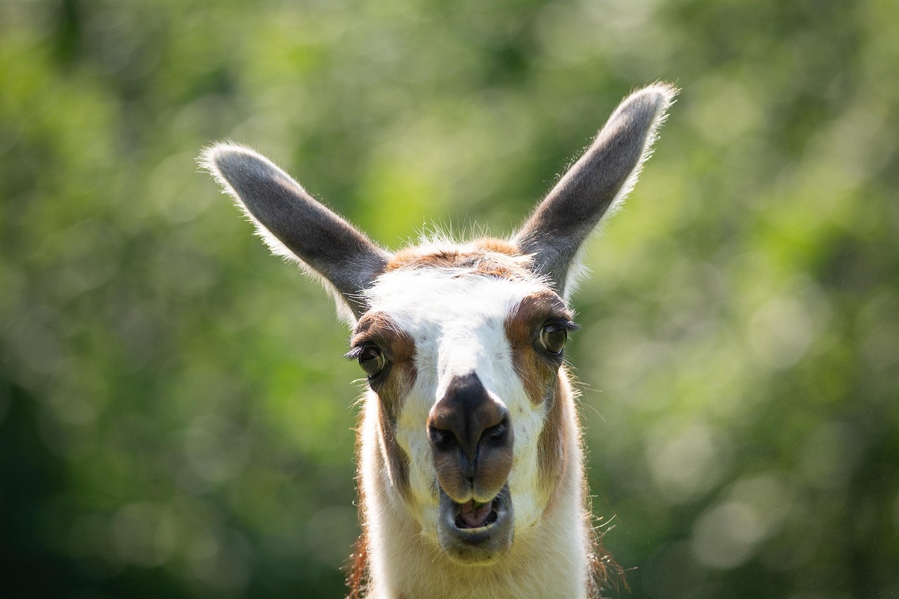 침을 뱉고 난 라마의 익살스런 표정