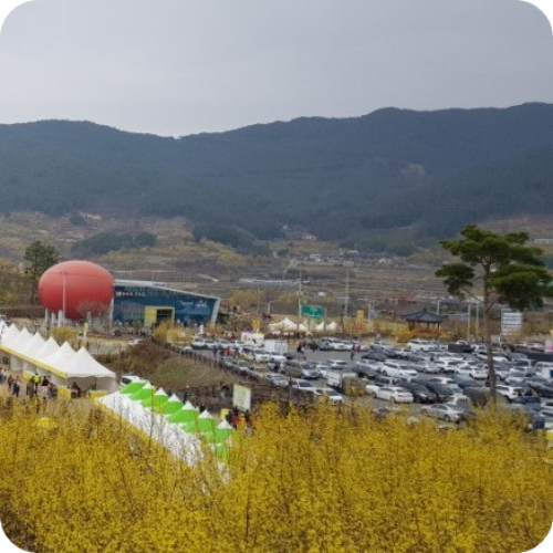 구례 산수유축제 주차장 안내 및 입구 전경