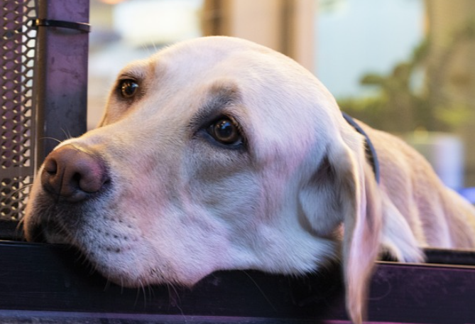 반려동물과 현대 기술: 펫테크의 세계