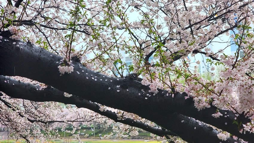 온천천 벚꽃