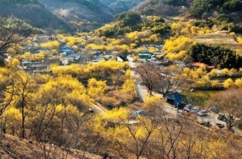 3월 봄꽃 축제 하는곳 봄꽃 여행지