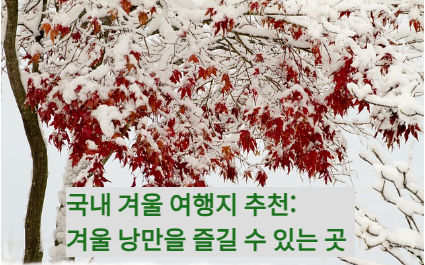 눈-과 단풍나무