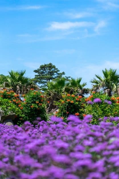 [5월 축제]2025 여름꽃 &amp; 능소화축제❘기간, 비체올린 예약, 사진영상 콘테스트 응모방법